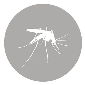 Diseases transmitted by mosquitoes icon